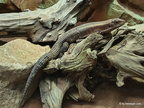 Zoo Amneville 2026